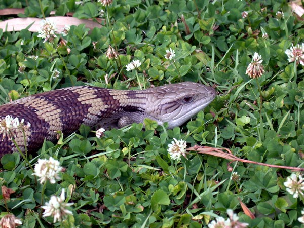 Blue-tongued Skink